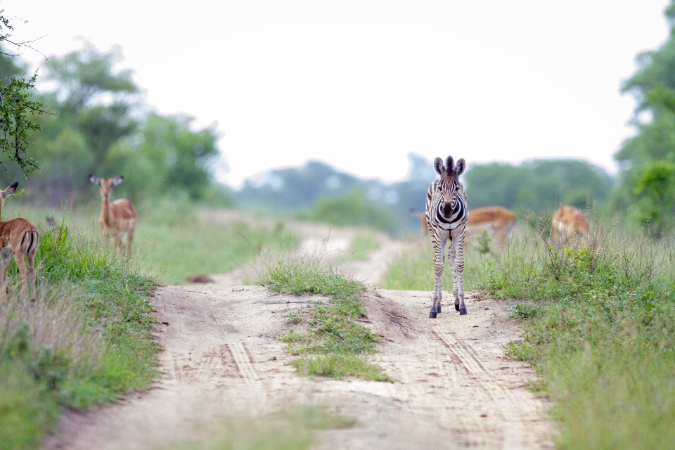 Zebra Animal