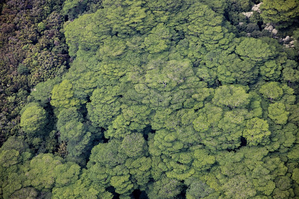 Trees Aerial