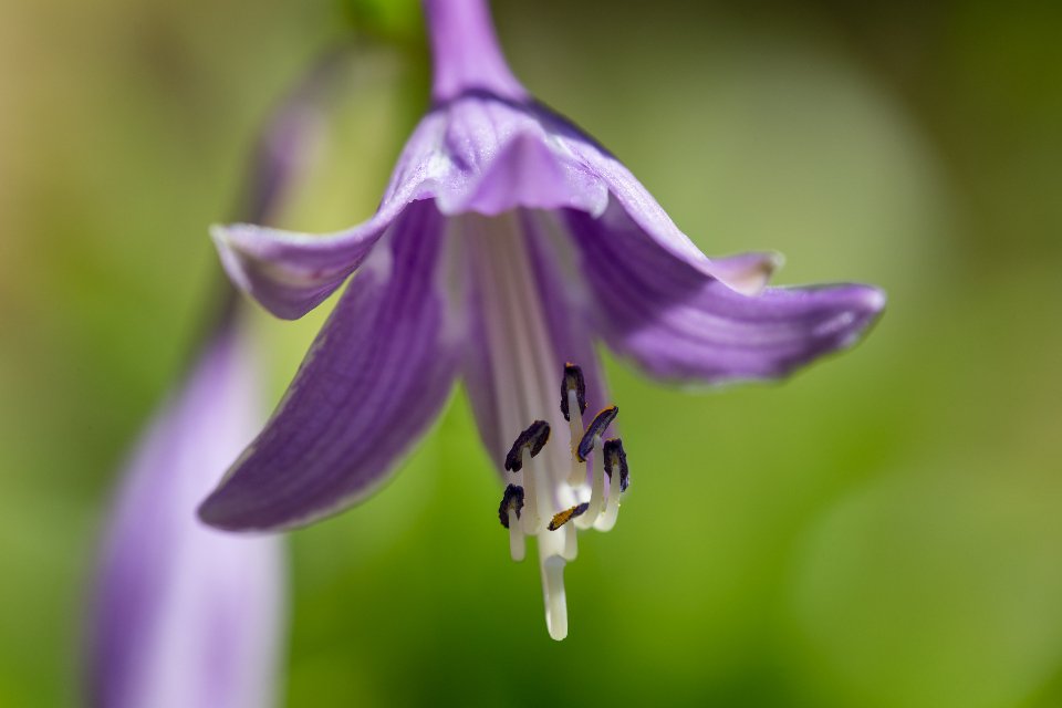 Spring Flower
